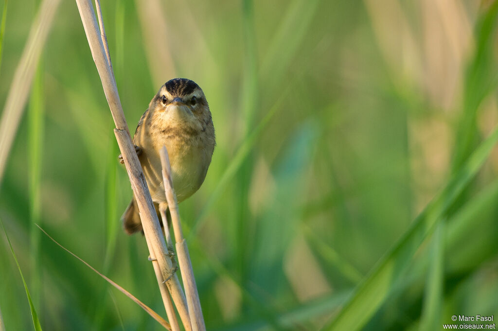 Sedge Warbleradult breeding, identification