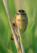 Sedge Warbler