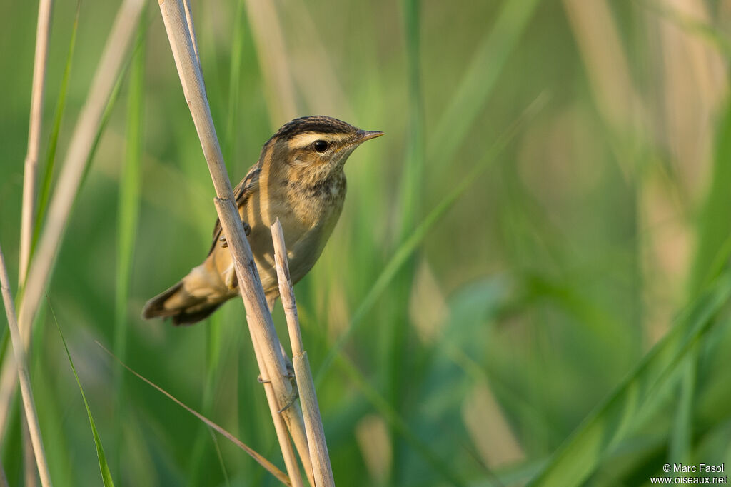 Sedge Warbleradult breeding, identification