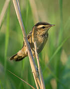 Sedge Warbler