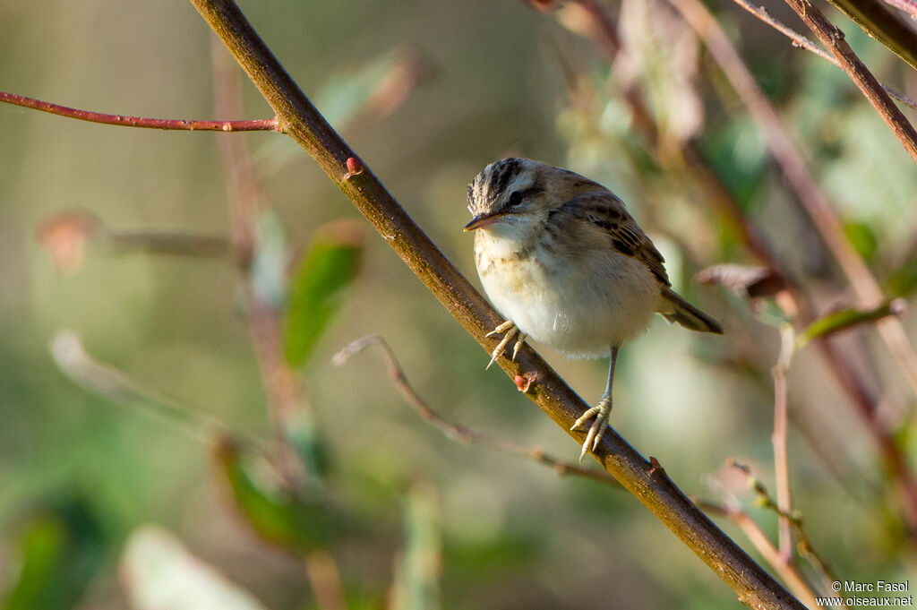 Sedge Warbleradult post breeding, identification