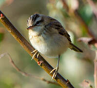 Sedge Warbler