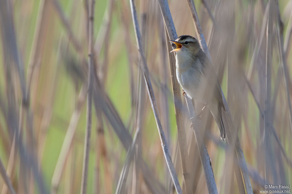 Sedge Warbler male adult breeding, identification