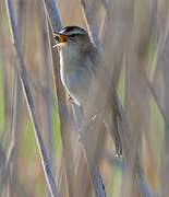 Sedge Warbler