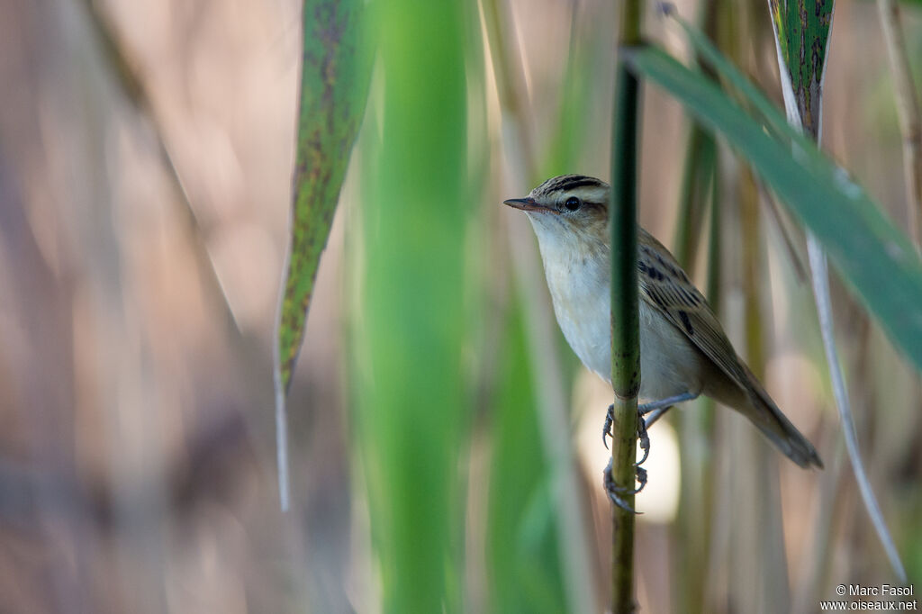 Phragmite des joncsadulte, identification