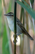 Sedge Warbler