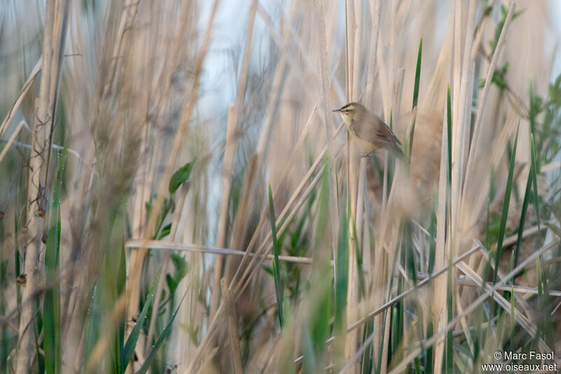 Phragmite des joncsadulte, habitat