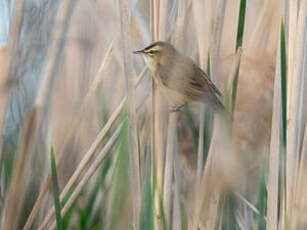Phragmite des joncs