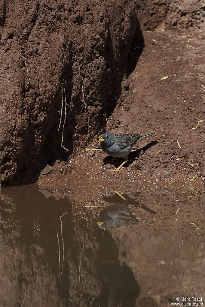 Band-tailed Sierra Finch male adult, identification