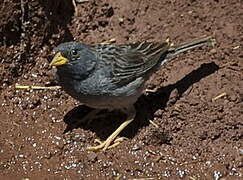 Band-tailed Sierra Finch