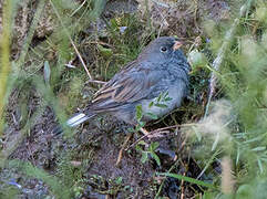 Band-tailed Sierra Finch