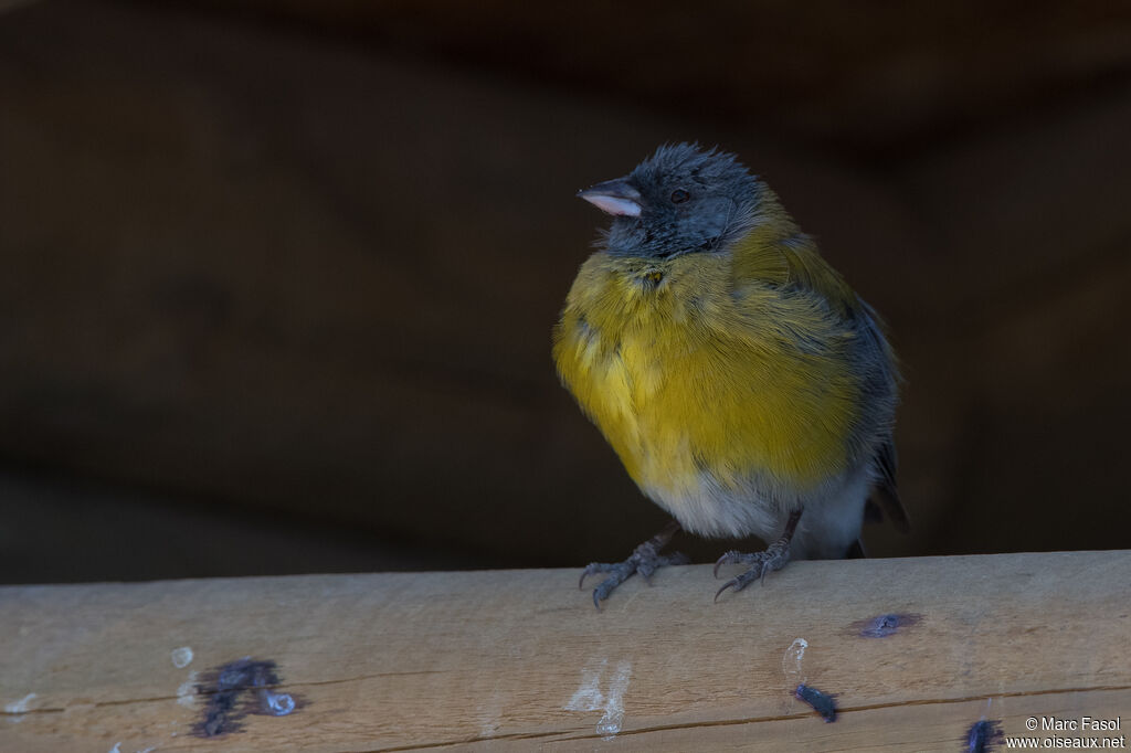 Grey-hooded Sierra Finch male adult, identification