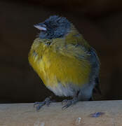 Grey-hooded Sierra Finch