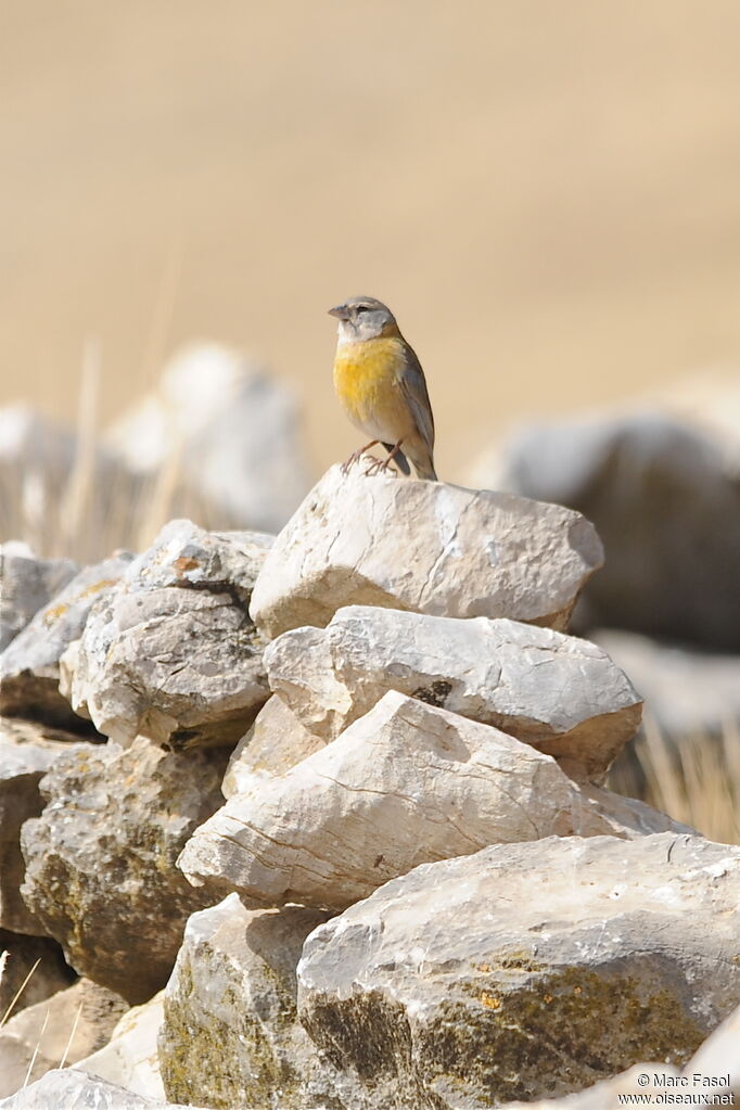 Peruvian Sierra Finch female adult, identification