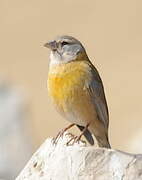 Peruvian Sierra Finch