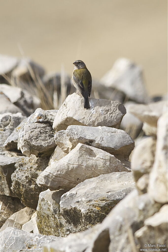 Peruvian Sierra Finch female adult, identification