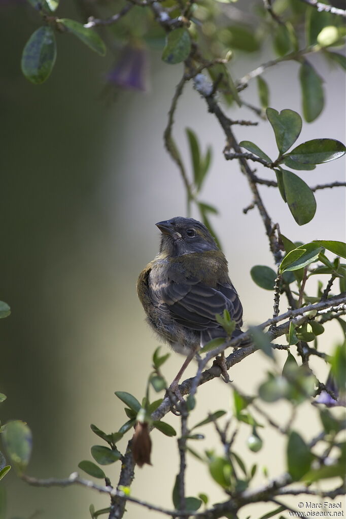 Phrygile du Péroujuvénile, identification