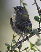 Peruvian Sierra Finch