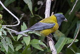 Peruvian Sierra Finch