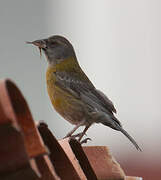 Peruvian Sierra Finch