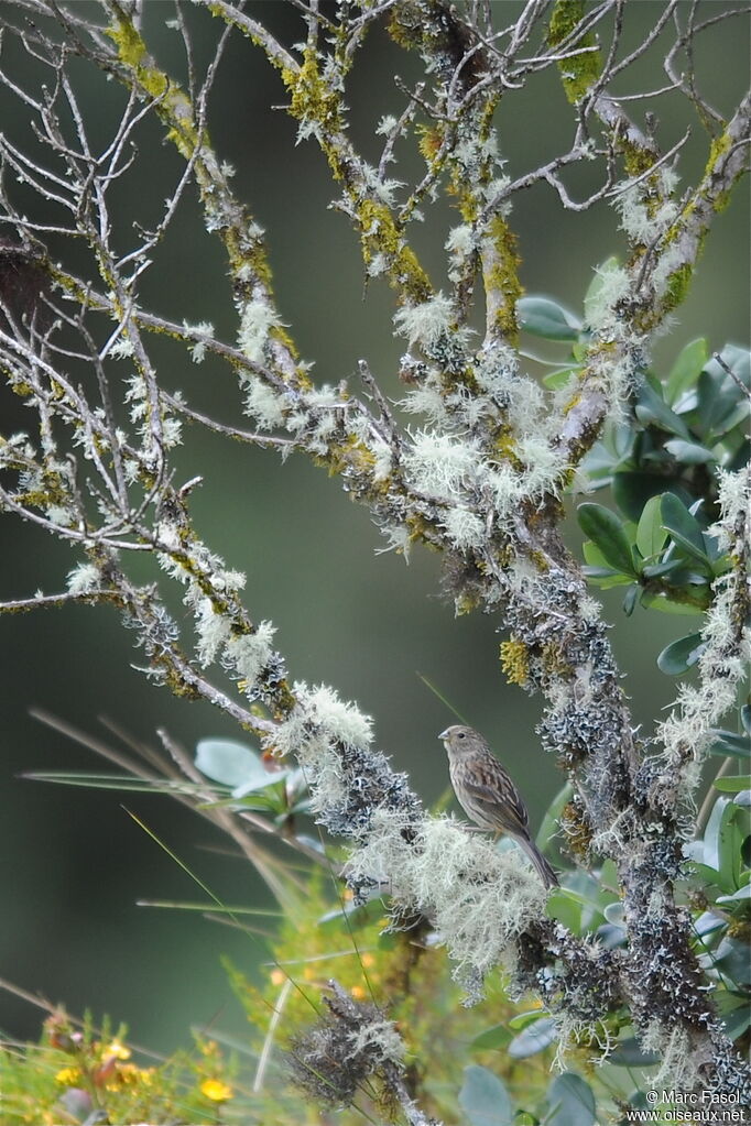 Phrygile gris-de-plomb femelle adulte, identification