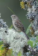 Plumbeous Sierra Finch