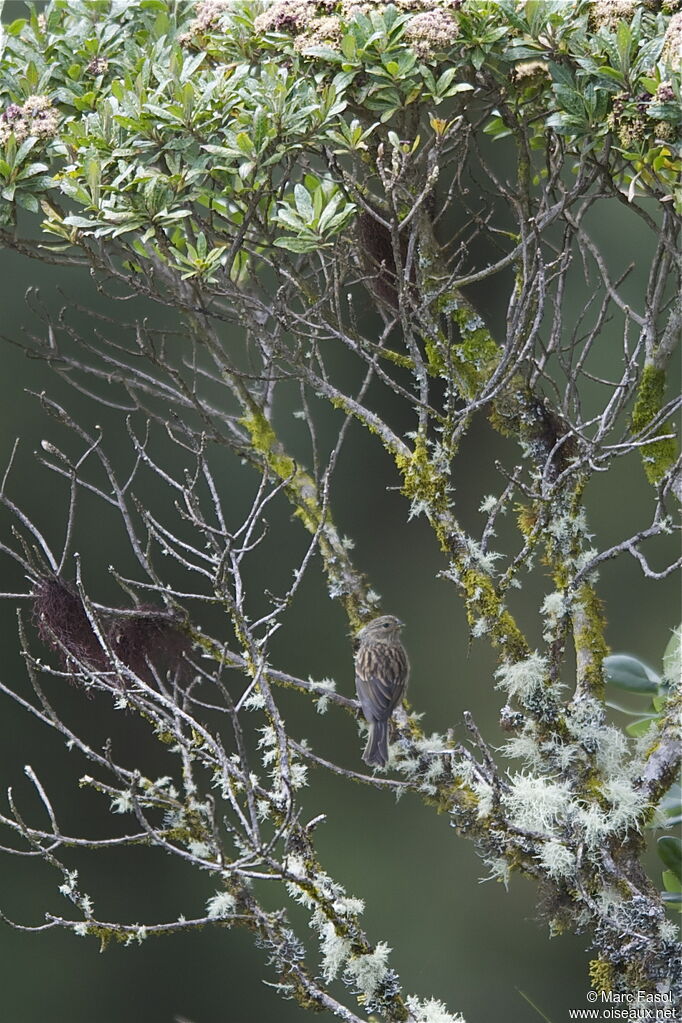 Phrygile gris-de-plomb femelle adulte, identification