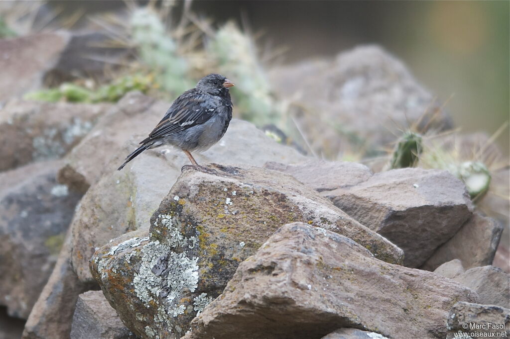 Mourning Sierra Finch male adult, identification