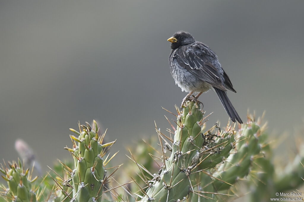 Mourning Sierra Finch male adult, identification