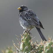 Mourning Sierra Finch