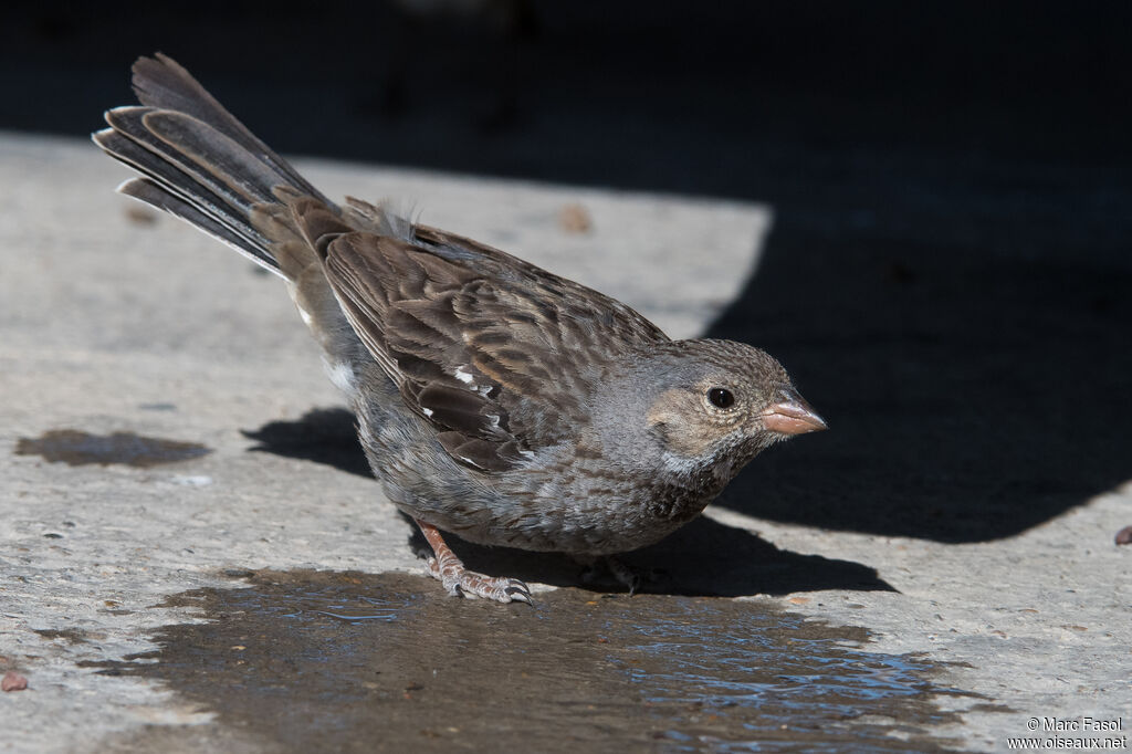 Mourning Sierra Finch female, identification, drinks