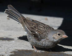 Mourning Sierra Finch