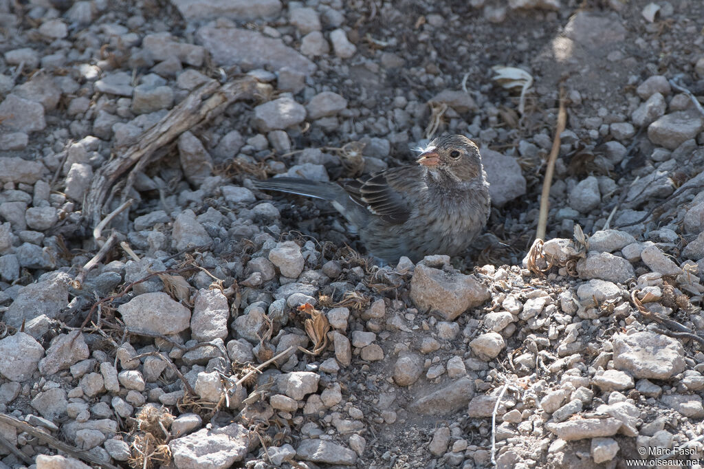 Phrygile petit-deuilimmature, identification