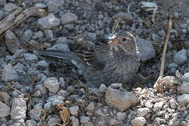 Mourning Sierra Finch