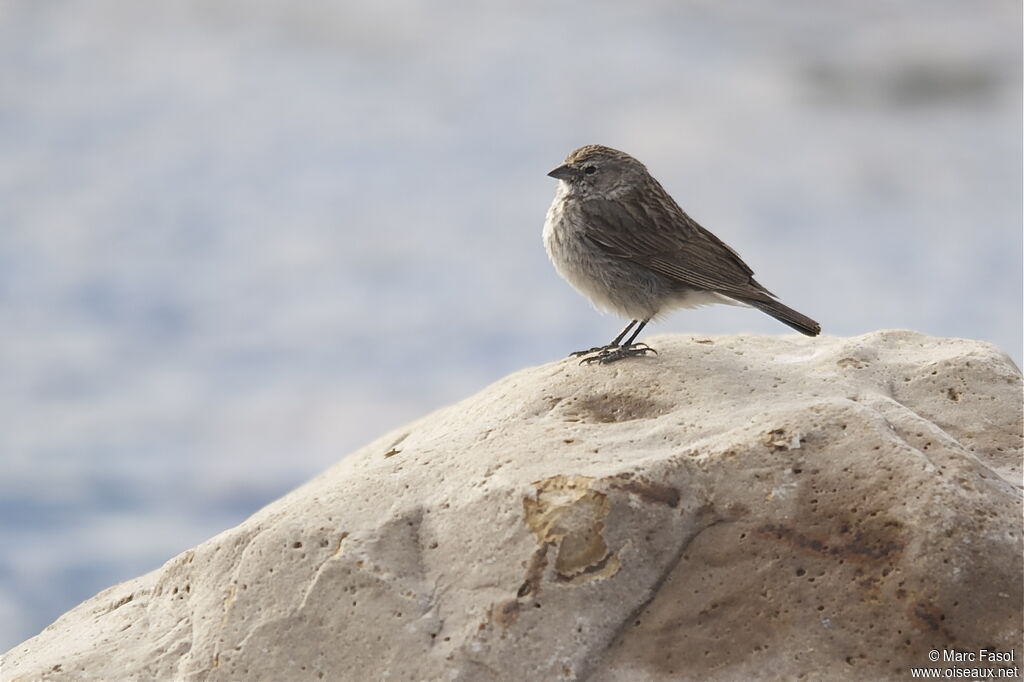 Ash-breasted Sierra Finch female adult, identification