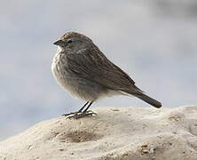 Ash-breasted Sierra Finch