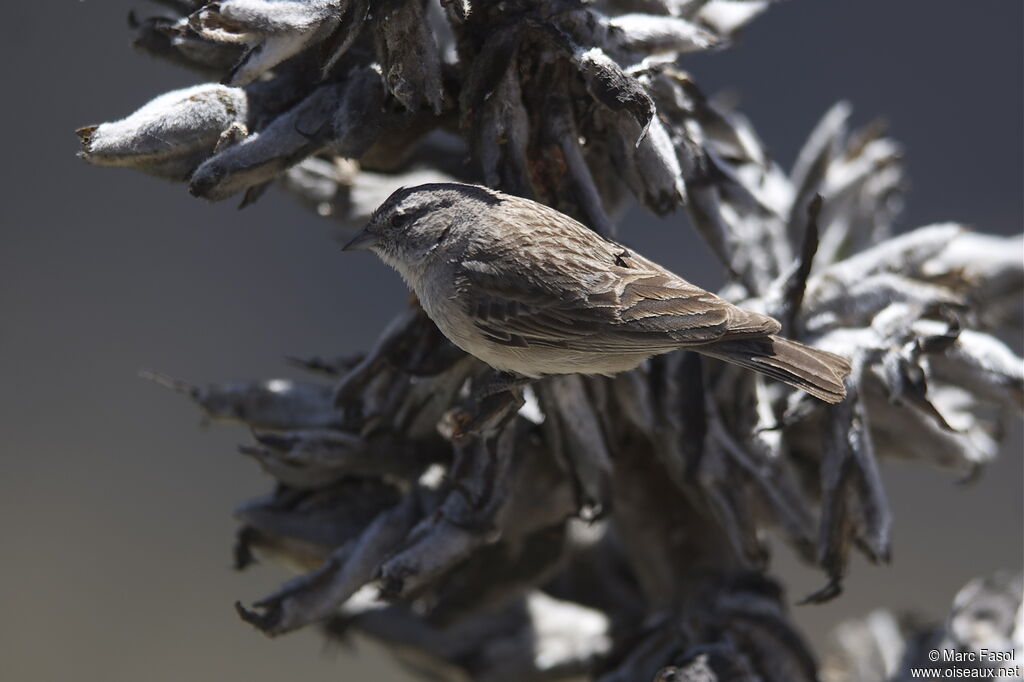 Ash-breasted Sierra Finchadult, identification