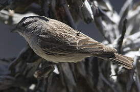 Ash-breasted Sierra Finch