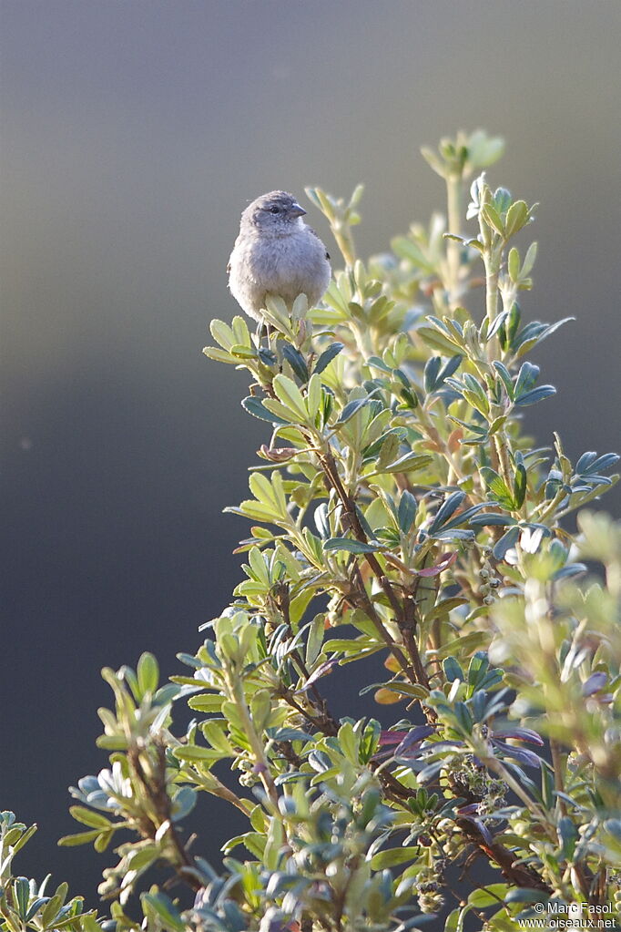 Phrygile plébéienadulte, identification