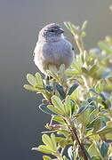 Ash-breasted Sierra Finch