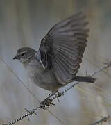 Ash-breasted Sierra Finch