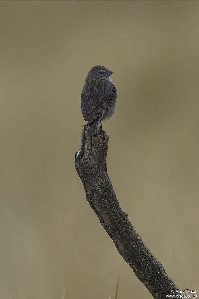 Phrygile plébéien mâle adulte, identification