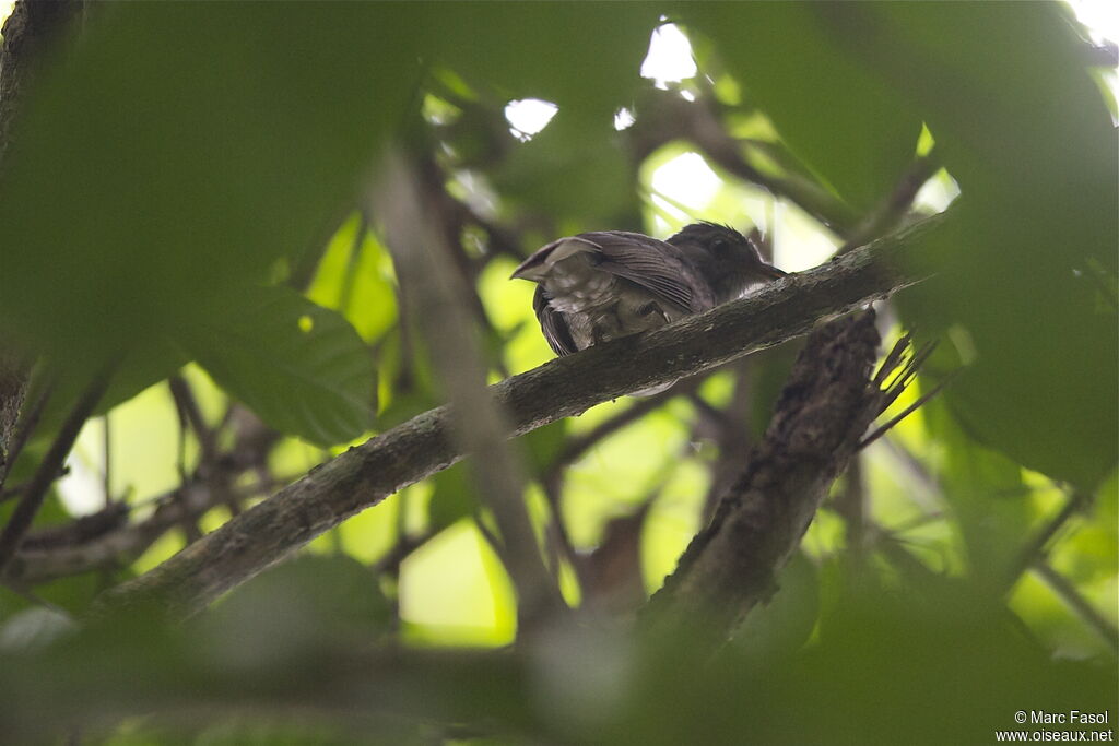 Screaming Pihaadult, identification