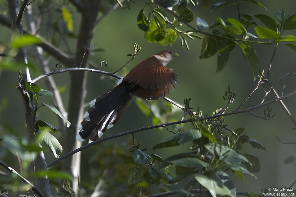 Squirrel Cuckooadult post breeding, Flight