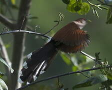 Squirrel Cuckoo