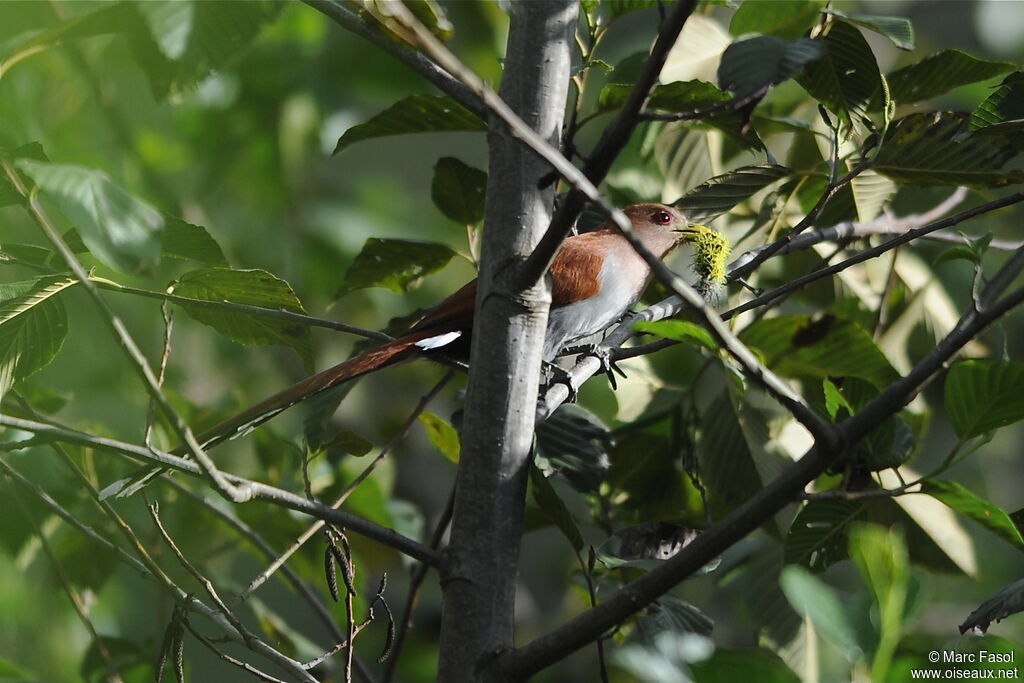 Squirrel Cuckooadult post breeding, identification, feeding habits