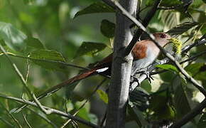 Squirrel Cuckoo