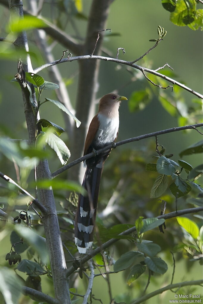 Squirrel Cuckooadult post breeding, identification