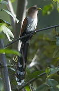 Squirrel Cuckoo