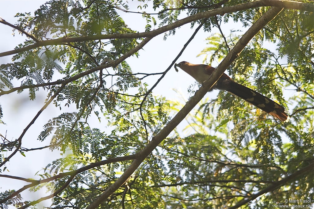 Piaye écureuiladulte, identification, régime